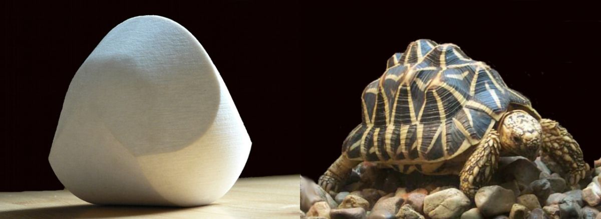 Gömböcforma és indiai csillagteknős páncéljának összehasonlítása